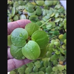 Frogbit  (It's available)
