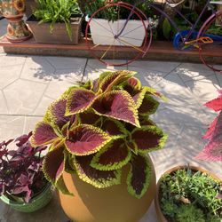 Coleus Plants Different Prices