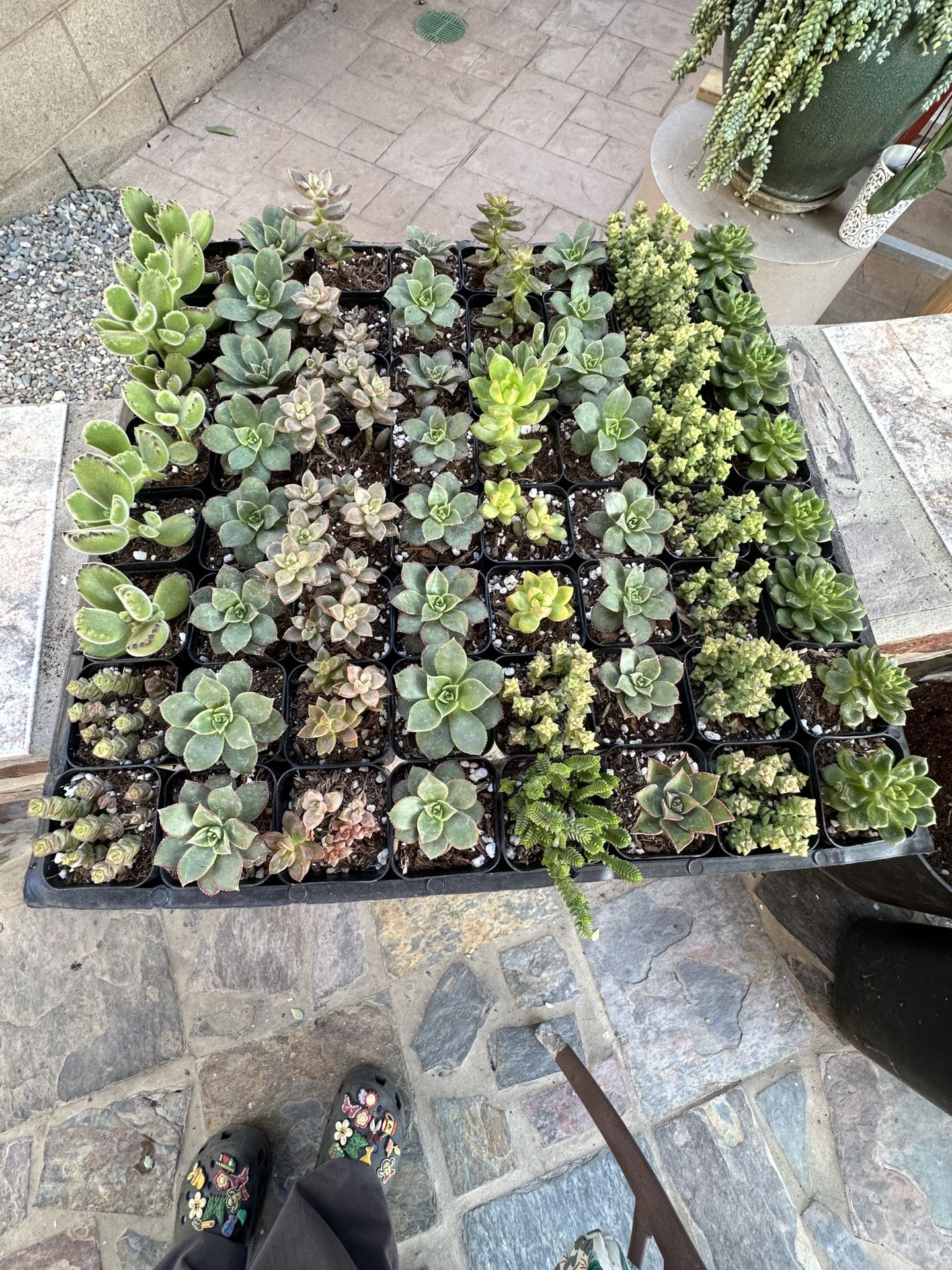 2 Inch Succulent Plants