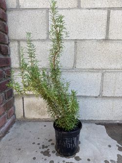 Rosemary plant
