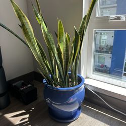Snake Plant And Pot