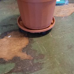 Flower Pot 