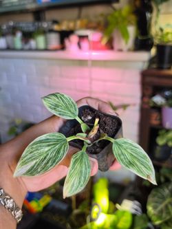 Philodendron 'Birkin'