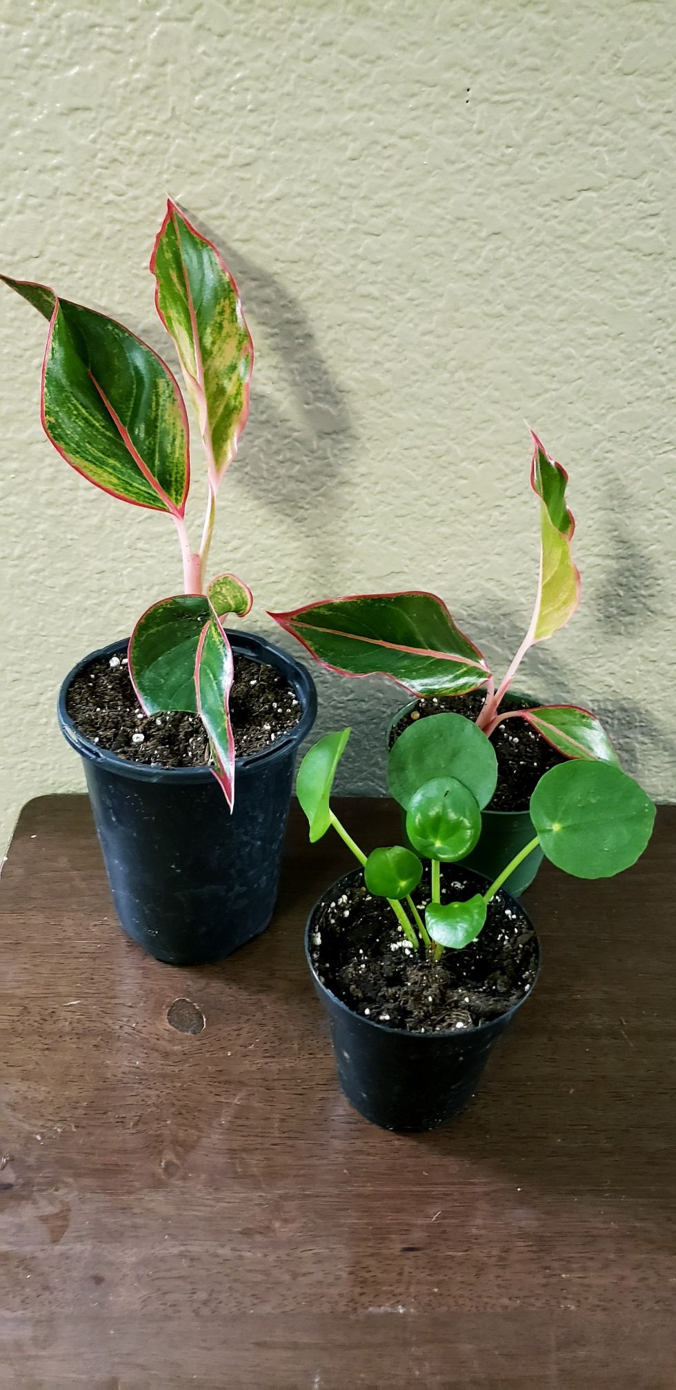 3 live baby plants in 4 inch diameter pots