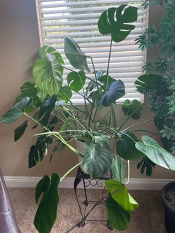 Monstera Delicioda (Split Leaf Philodendron