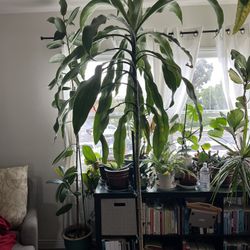 9ft Dracena Plant Tree