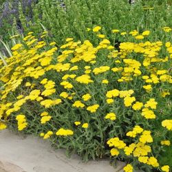 Achillea ‘Moonshine’ Perennial Plants