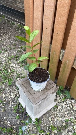 Pink guava tree