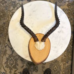 Vintage African Impala Antlers, Mounted