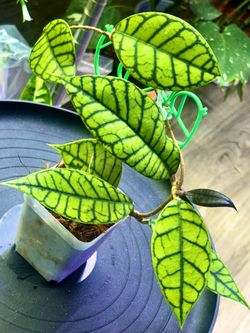 Calistrophylla Vena with 2 peduncles