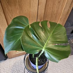 Monstera Deliciosa (Purple Pot)