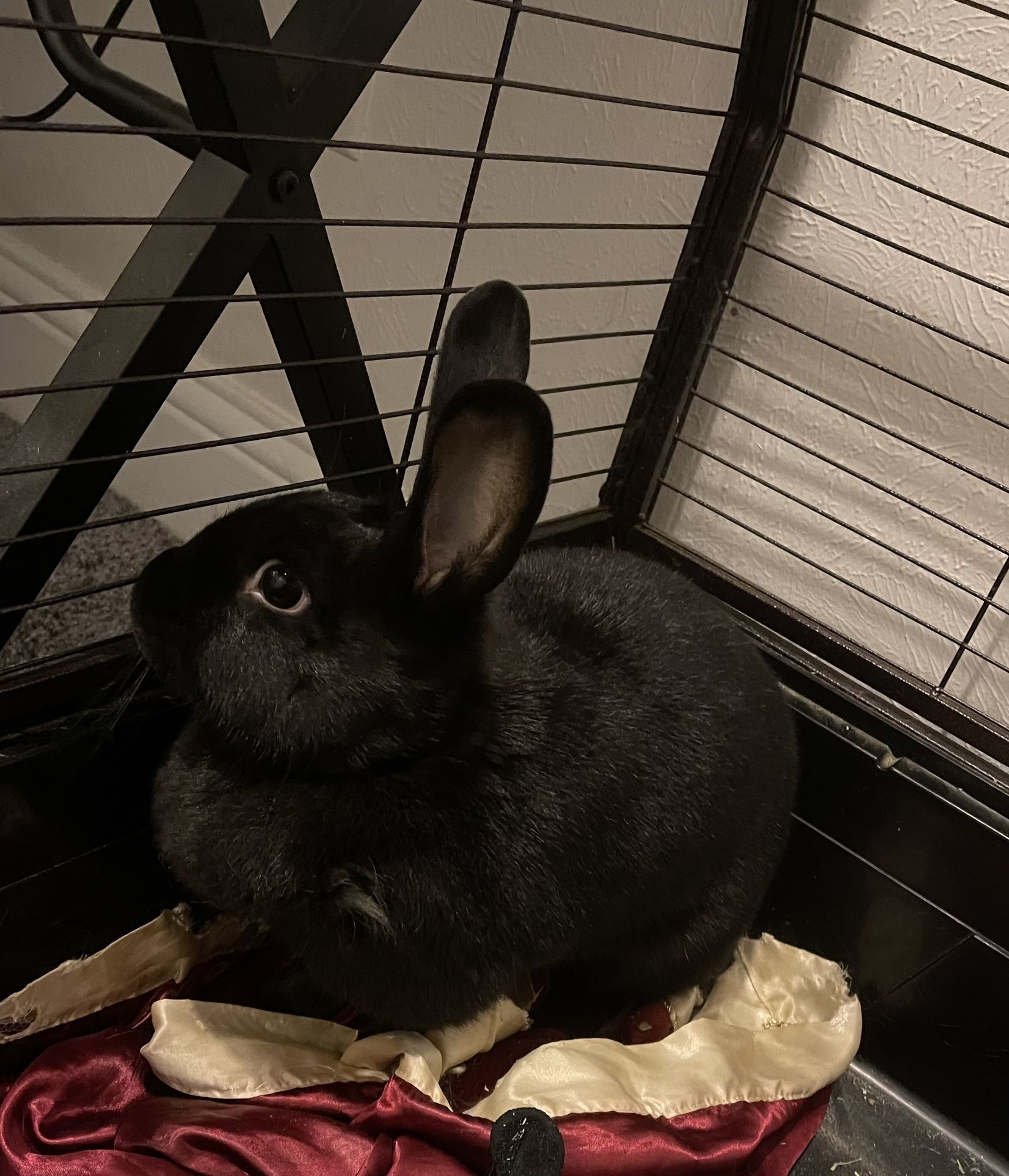 Free Rabbit Cage