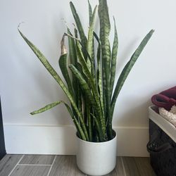 snake plant with pot