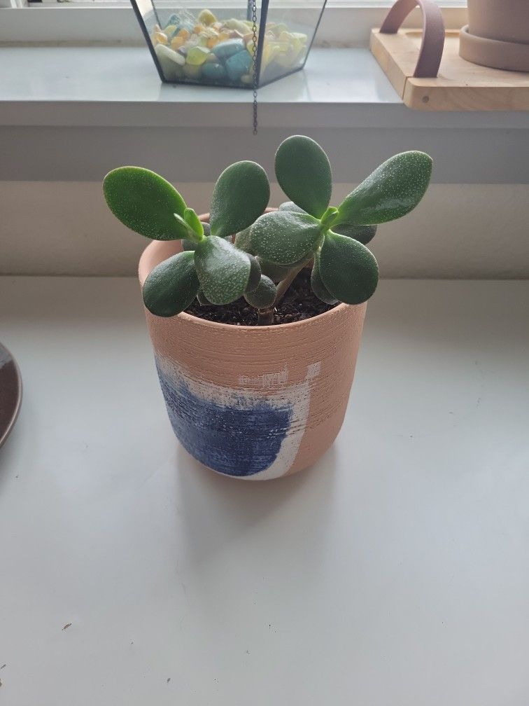 jade plant