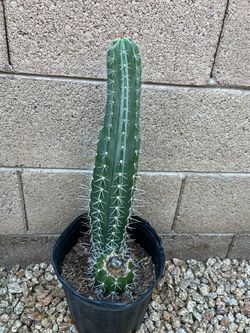 Cactus 24” Tall