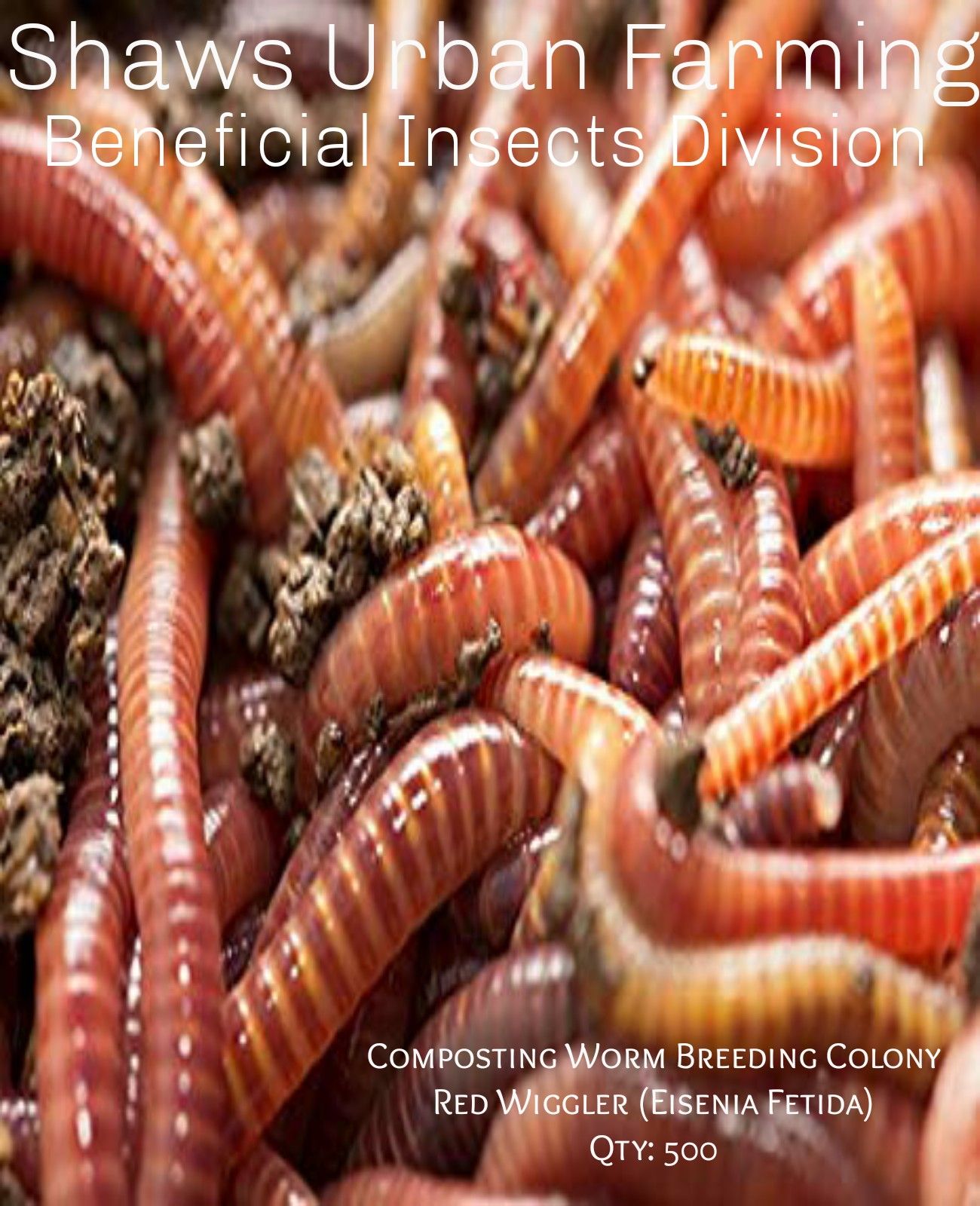 250 Live Red Wigglers Composting Worms for for Sale
