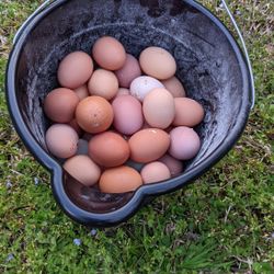 Farm Fresh Eggs $5.00 A Dozen