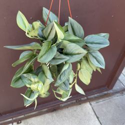 Xl Scindapsus Moonlight In 6” Pot