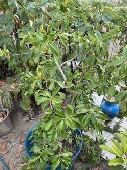 Guava