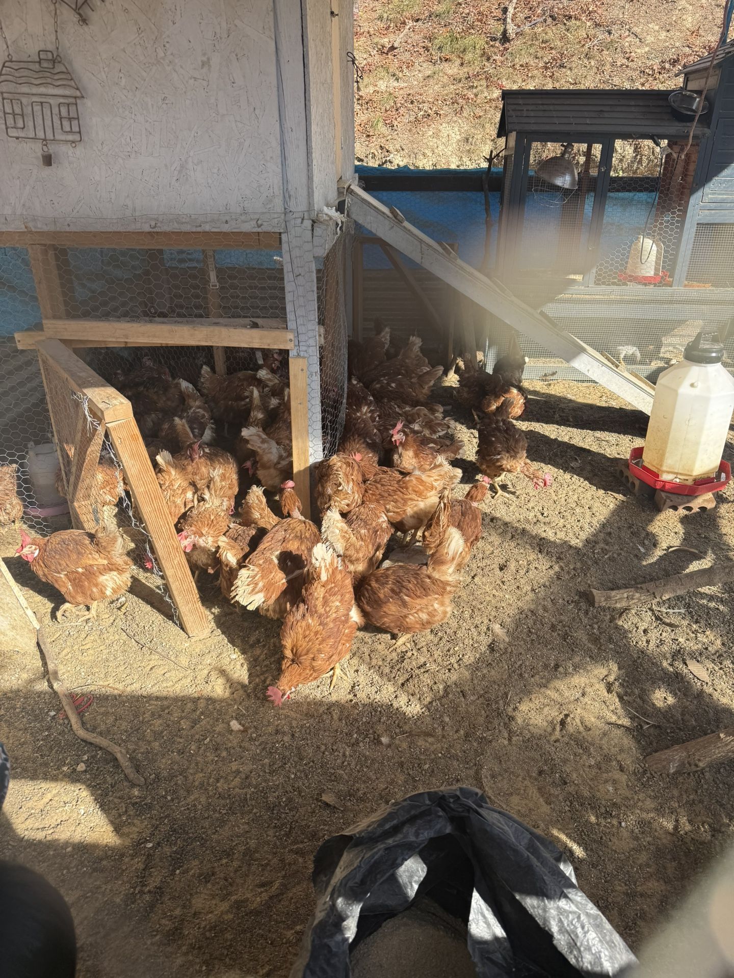 Gallinas Indias