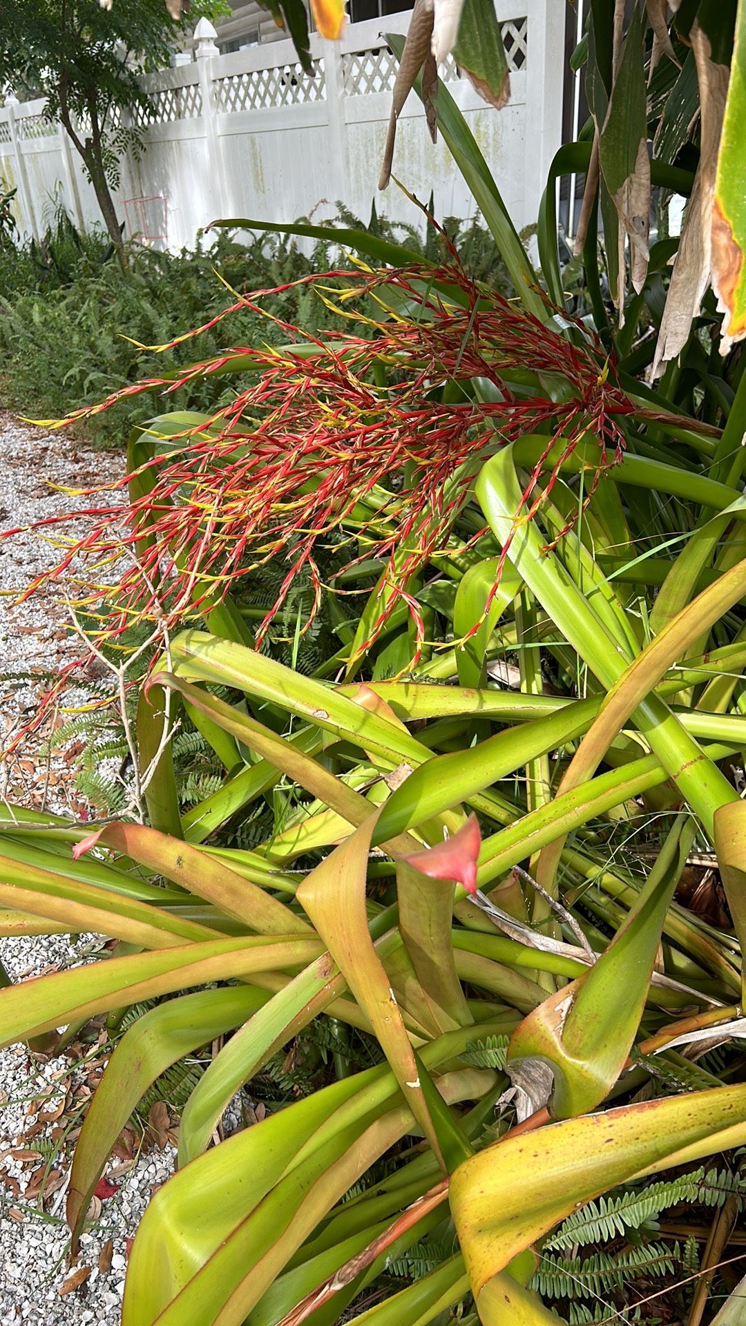 GIANT AIR PLANT (Bromeliad)