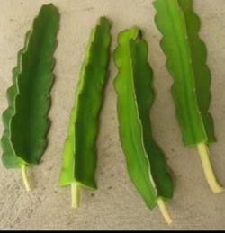 Physical graffiti pink dragon fruit cuttings