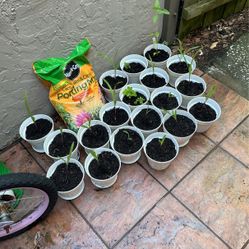 Sweet White Corn, Sunflower, Strawberry And Hemp Plants For Sale