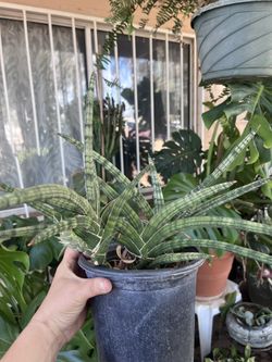‘African spear’ Sansevieria
