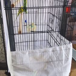 Bird Cage 