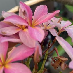 Planta De Plumeria
