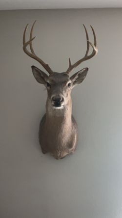 White tailed deer shoulder mount