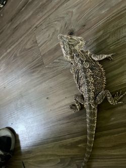 Beaded dragon