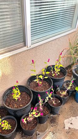Celosia Cristata