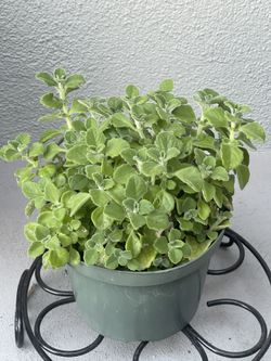 Vicks Plant (Plectranthus tomentosa) in an 8-inch pot 🌿: 