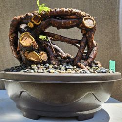 Old Japanese Cherry Blossom Bonsai Tree
