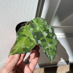 Camo Plant