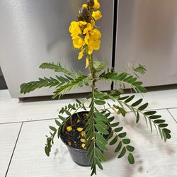 Popcorn Plant 