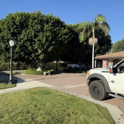 Tree Trimmed