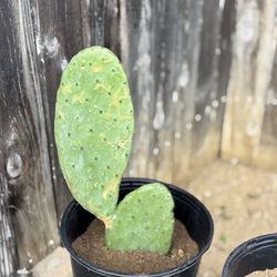5 Gallon Prickly Pear Cactus 