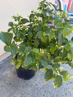 Jasmine plant (Sambac/Mogra))