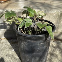 Pink Japanese Anemone 1 gallon plant