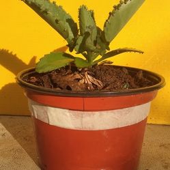 Mother Of A Thousand Plants 