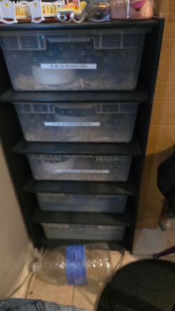 Pied Snakes 🐍 reptile supplies