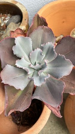 Encheveria 