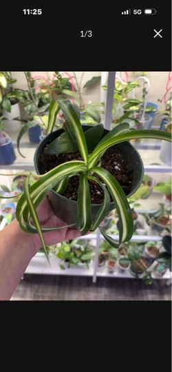 Curly spider plant