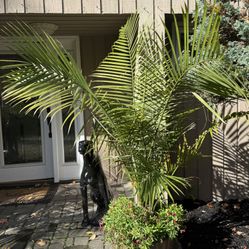 Large  Mature Majestic Palms  and Large Ferns