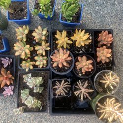 Variety Of Succulents $4 Per Plant