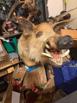 Wildboar