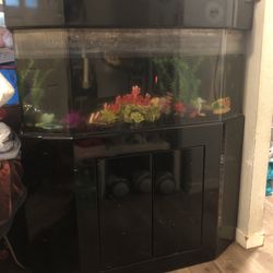 Giant Fish Tank 