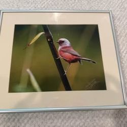 Pink Bird Photo Professional Framed